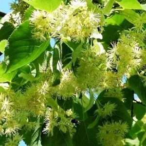 Опилки липовые оптом в Сочи от завода-производителя Лигнум Ресурс